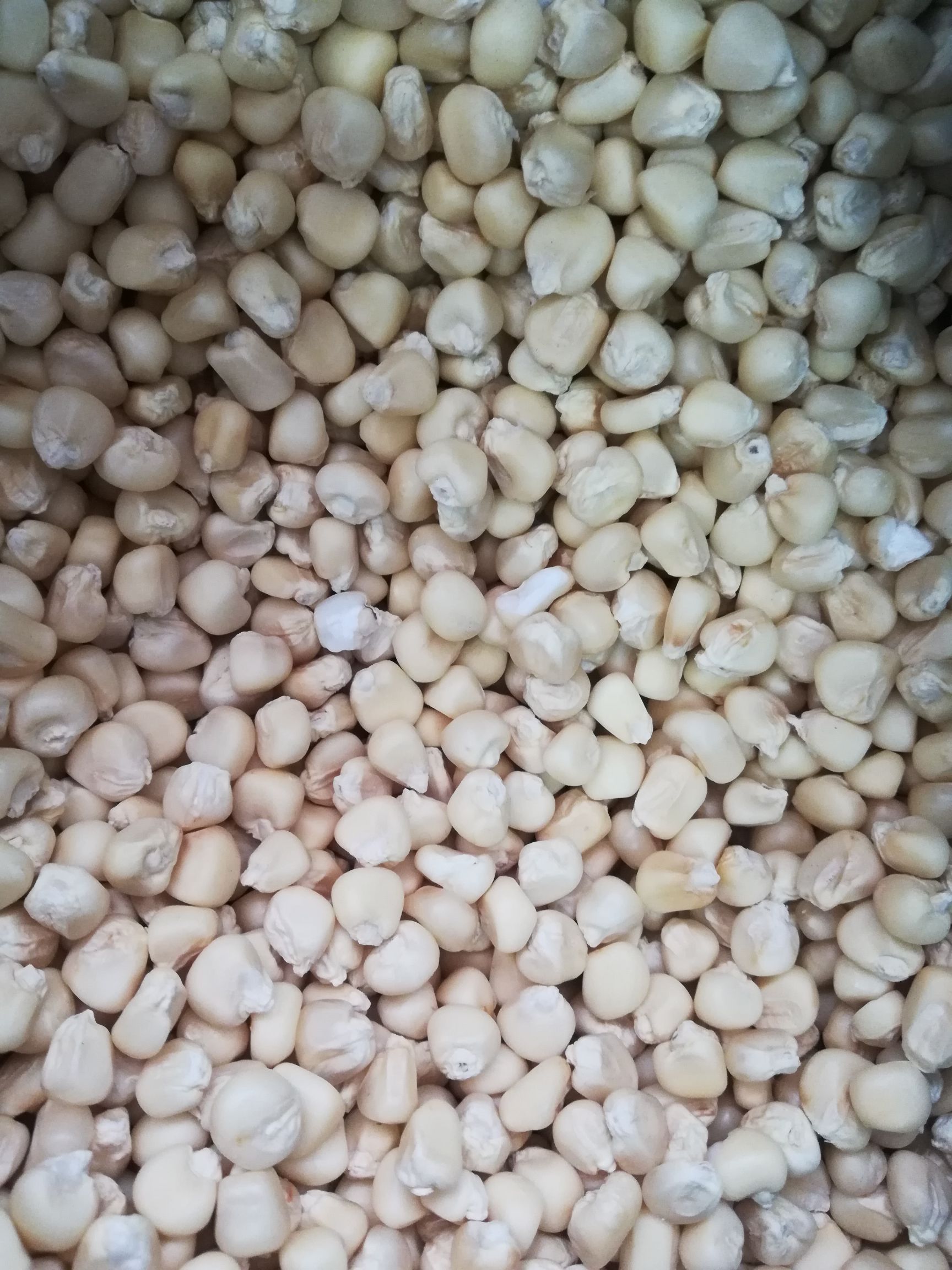 甜玉米种子  自交系 ≥90% 甜白糯玉米种子